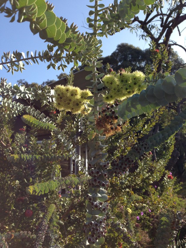 Gum flower, nuts and leaves on the same plant