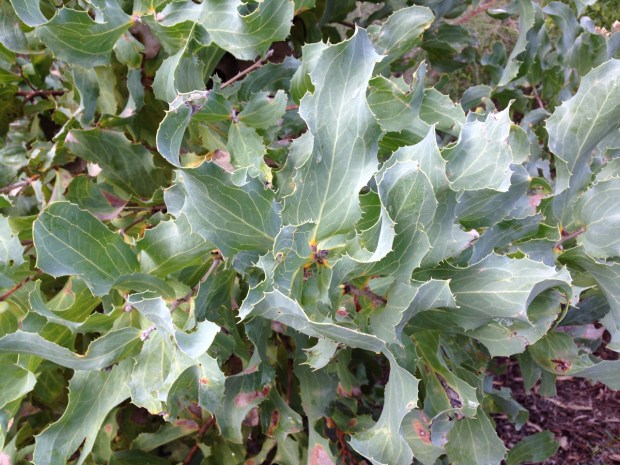 Hakea victoria (Royal hakea) texture