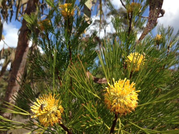 Isopogon anethifolius in Muogamarra Nature Reserve