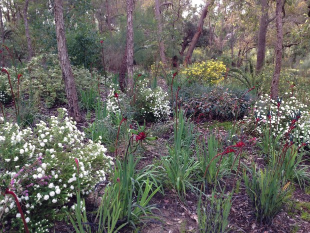 Kangaroo paws in Kings Park, Perth