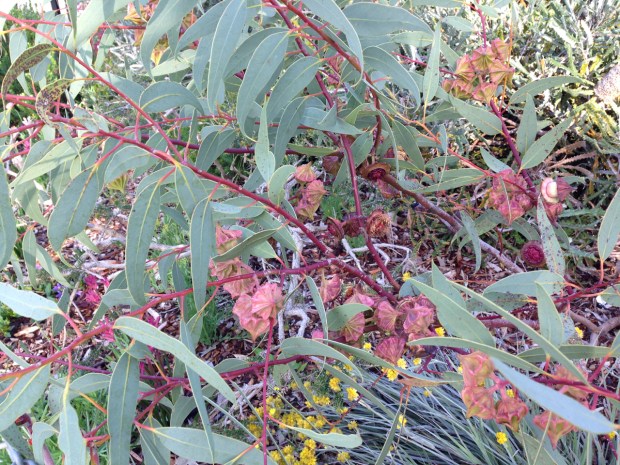 Love the pink stems of some gum trees