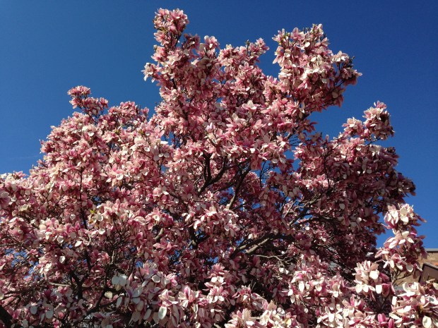 Magnolia blossoms, near Rydal