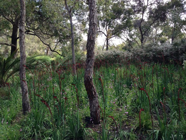 Meadow of Kangaroo Paws in Kings Park