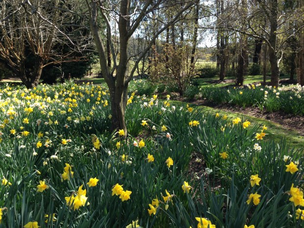 Mixed dafodills and jonquils at Chapel House, Rydal