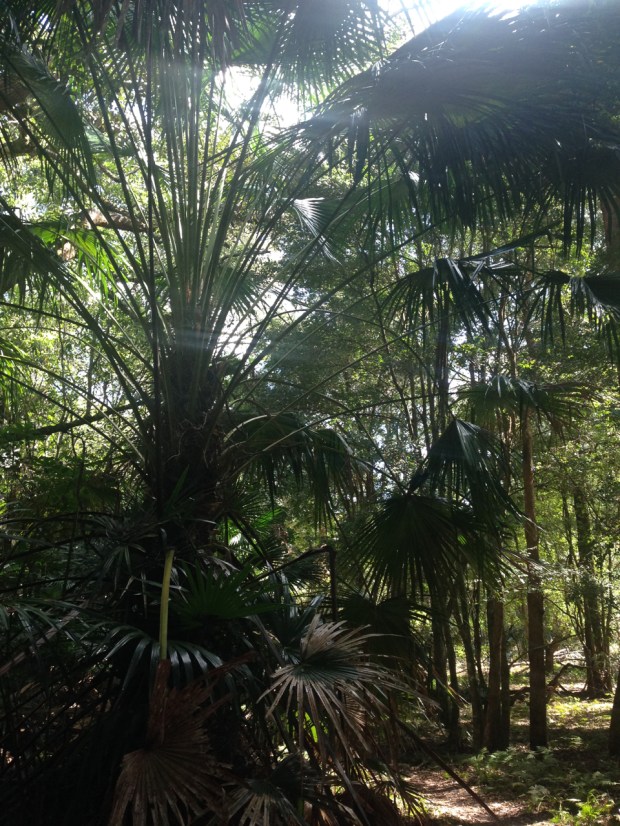 Moist, shady path in Muogamarra Nature Reserve