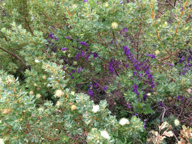 Natural colour combination of Hardenbergia and Banksia sessilis in Bold Park