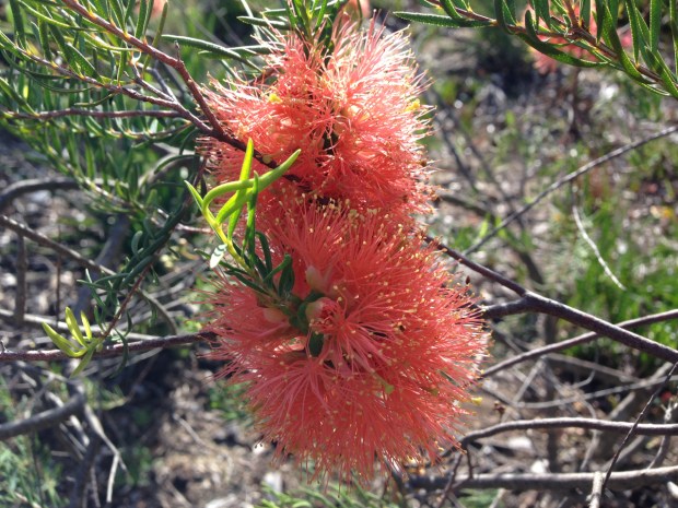 One of the hardest colours to put a name to. Perhaps coral?