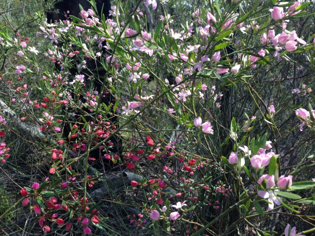 Philotheca australasius and Boronia ledifolia make a stunning combination