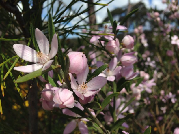 Philotheca australasius in Muogamarra Nature Reserve