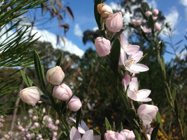 Philotheca australasius