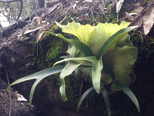 Platycerium superbum (stag horn fern) at Muogamarra Nature Reserve