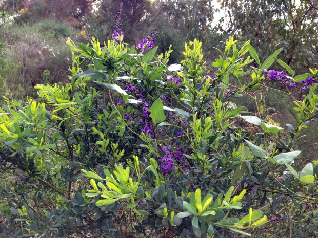 Purple and lime colour combination in Bold Park
