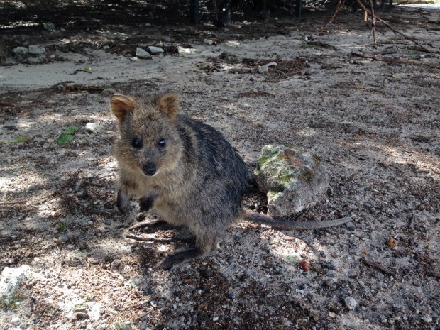Rottnest quokka