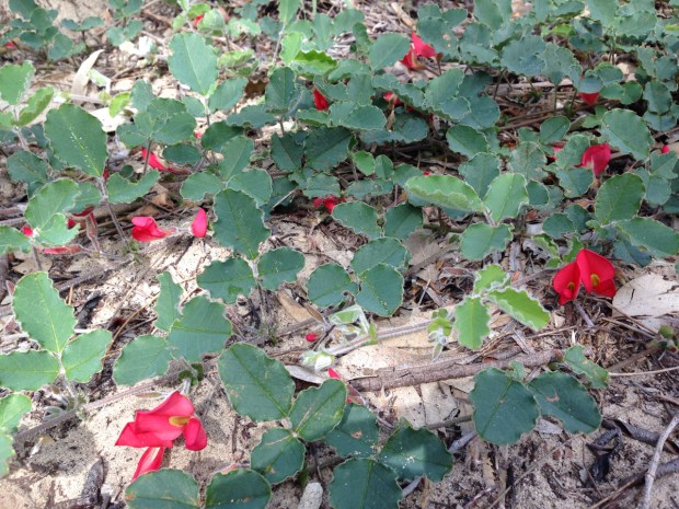 Running postman (Kennedia prostrata) in Bold Park