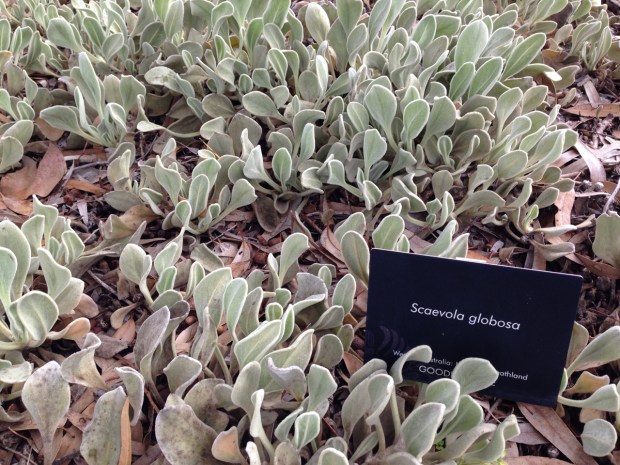 Scaevola globosa: native lambs ears?