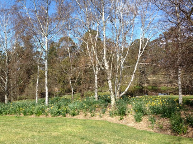 Silver birch and daffodils: a match made in heaven. At Chapel House, Rydal