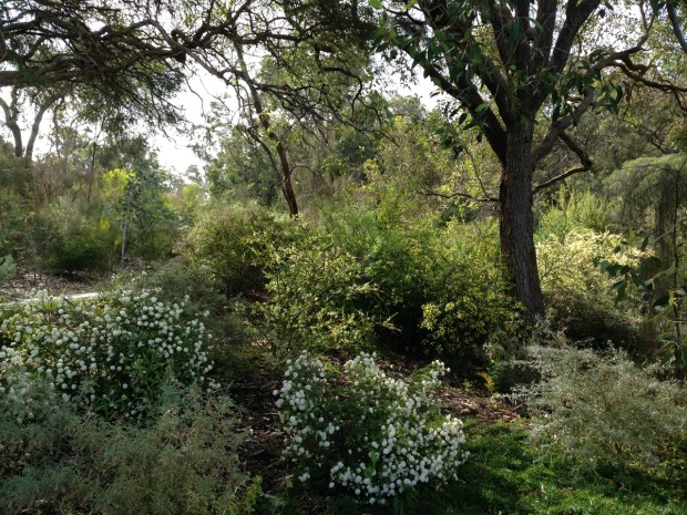 Soft yellow and white natives in Kings Park