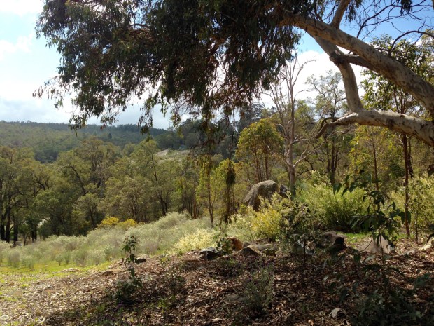 Soft yellows and green in the Perth Hills