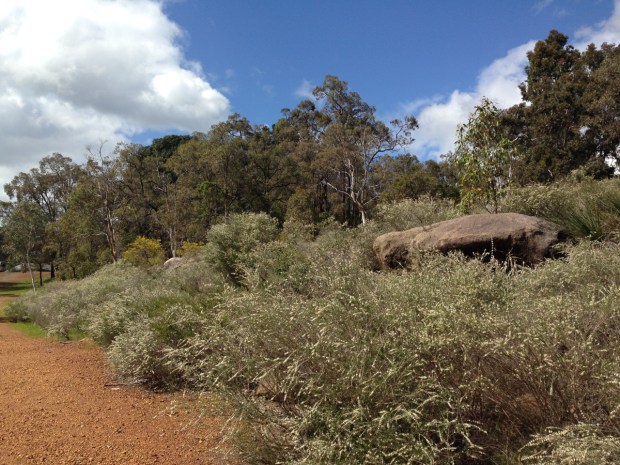 Spring flowers at Mundaring
