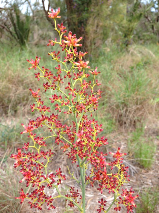 Stirlingia flower head in Bold Park, Perth