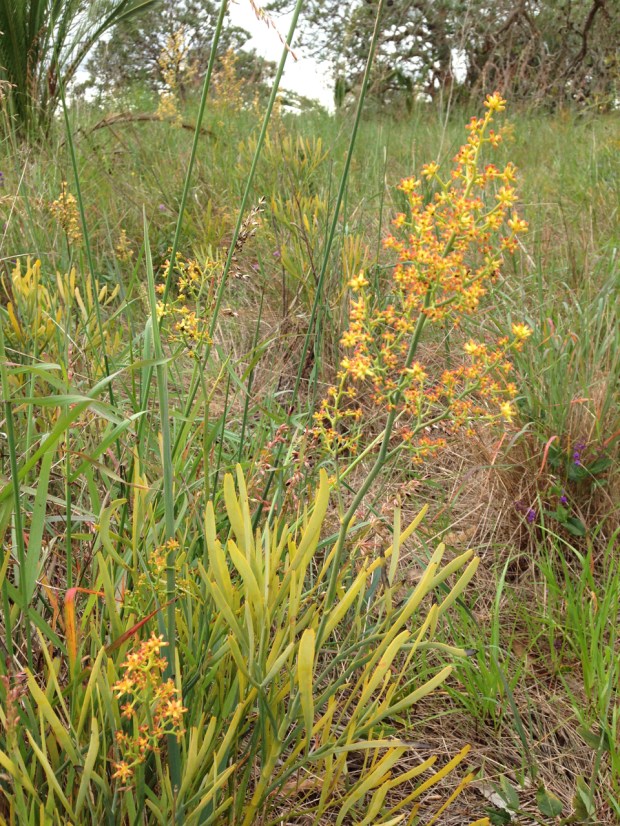 Stirlingia in Bold Park, Perth