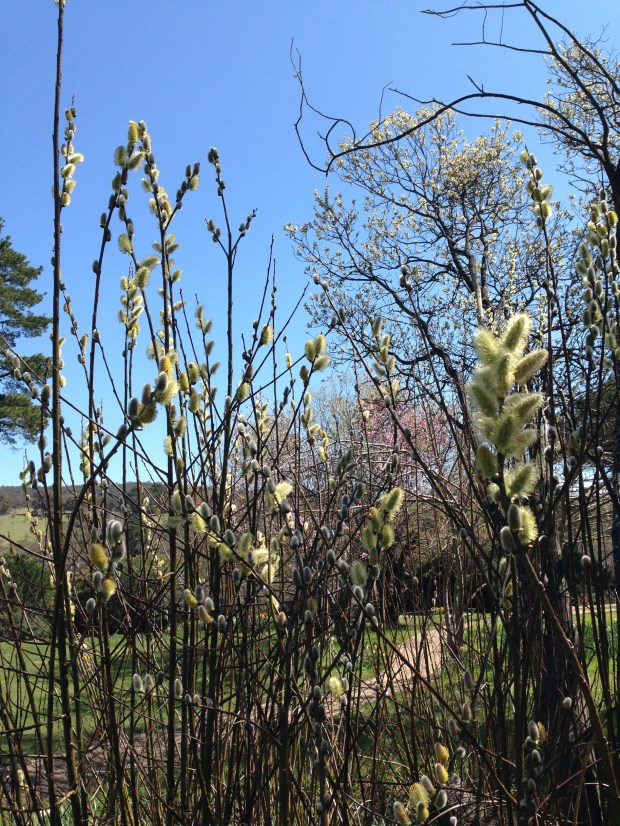 Stunning, furry buds of Salix caprea