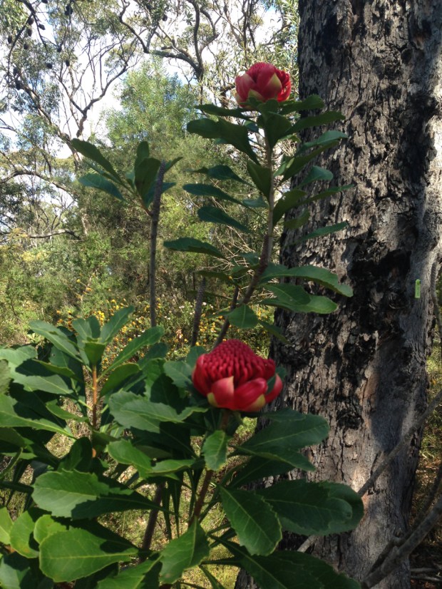 Telopea in Muogamarra Nature Reserve