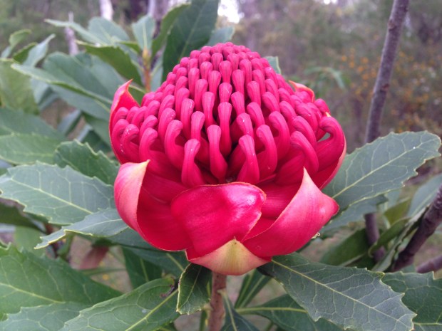 Telopea (waratah) at Muogamarra