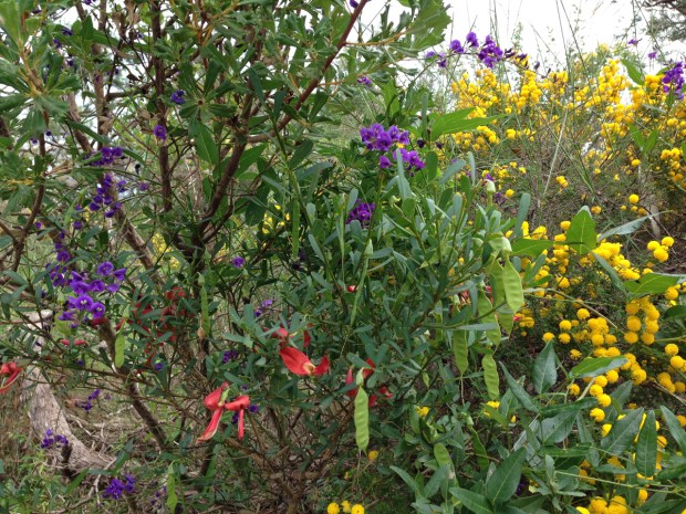 Who said natives weren't colourful?