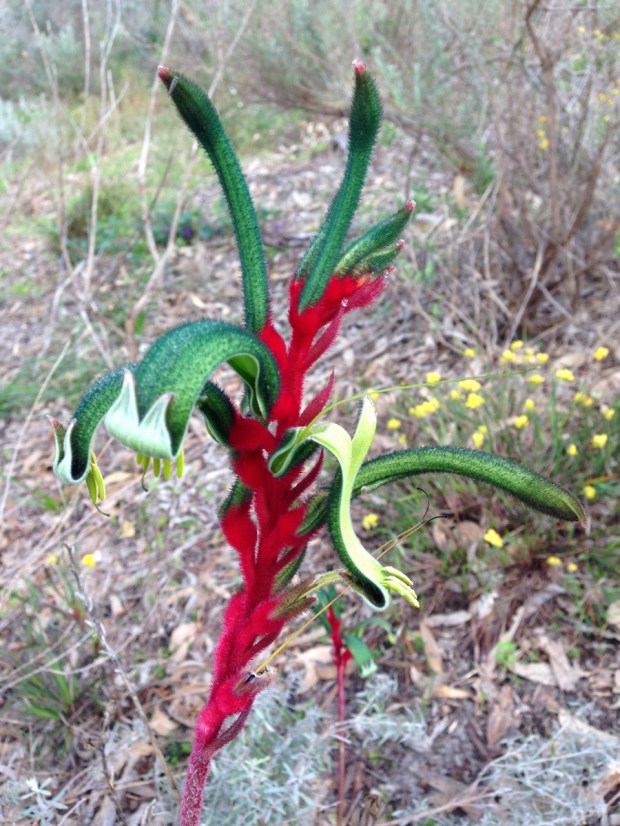 Wild kangaroo paw in Bold Park, WA