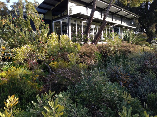 Zamia Cafe plantings in Kings Park