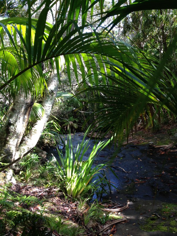 A small creek on the walk up to the top of Mount Gower