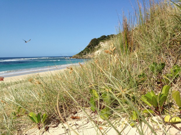 A sooty tern flies out to feed. I love the mix of textures in the foreground