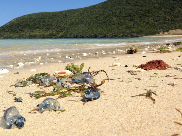 All sorts of life was washed up on Old Settlement beach, including these incredible blue bottles. I'm glad to say they weren't present at any of the other beaches!
