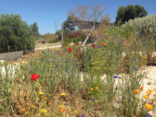 Annuals and vegetables were the one part of the garden where soil conditioning occurs. It was just as beautiful as the rest of the garden, despite Sarah saying she was ashamed of it!