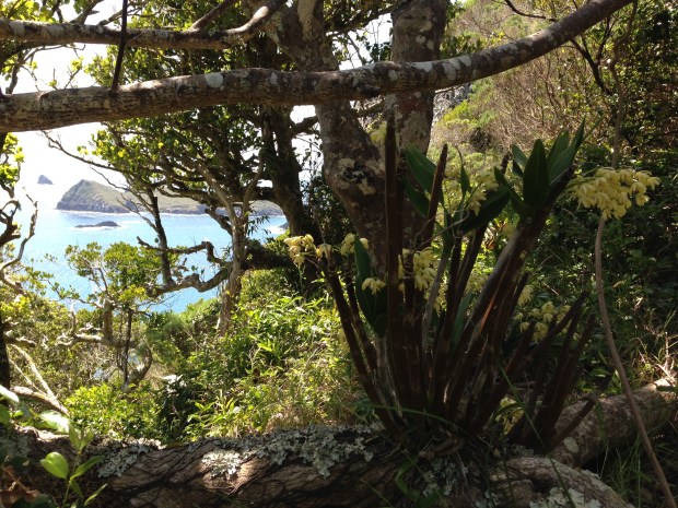 Another gorgeous spot; orchids and lichen with a view out to the islands
