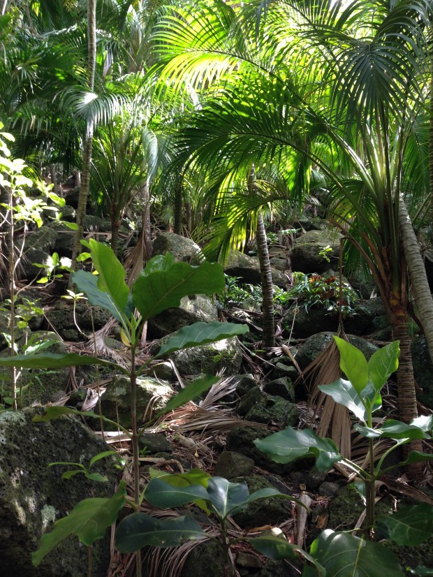 Atractocarpus (what a fabulous name!) growing beneath the palms on Lord Howe island. It so reminded me of my Ficus lyrata in my lounge at home.