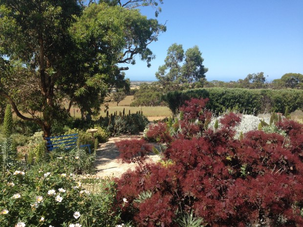 Cotinus (smoke bush) brings a strong constrasting foliage colour; it was the plant Sarah had most queries about at the open garden