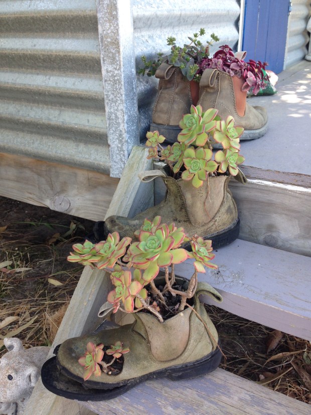 Cute, booted succulents at Boat's End!