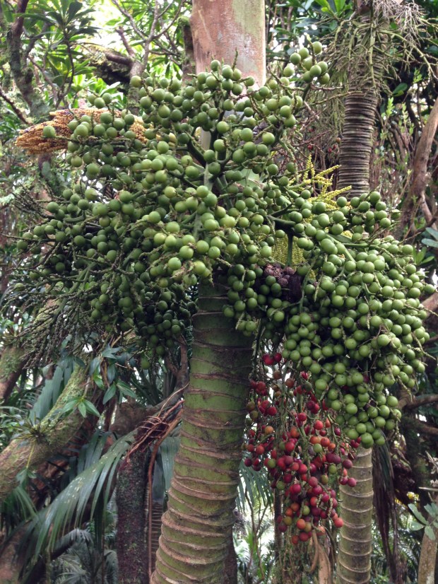 Despite the abundant fruiting of these island palms, they are thought to be the rarest palms in the world, only found on Lord Howe Island