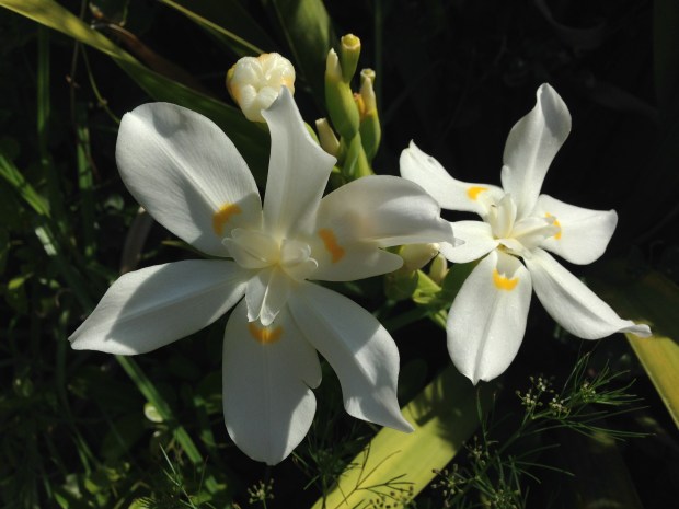 Dietes robinsoniana; a much bigger flower than the Dietes that we grow in Sydney (that's actually from South Africa!)