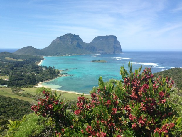 Dodonaea viscosa subsp. burmanniana (phew!) flowers, looking out over the reef