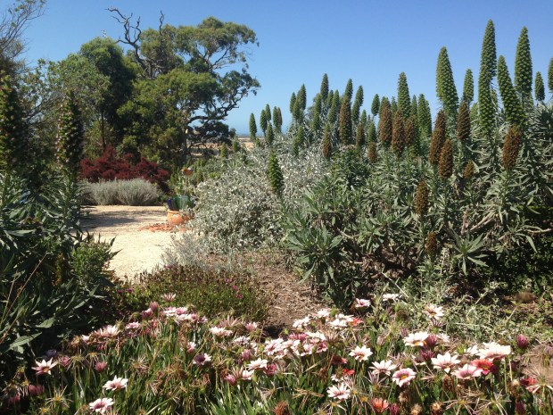 Echium (Pride of Madeira) are repeated extensively through the garden, like a signature plant