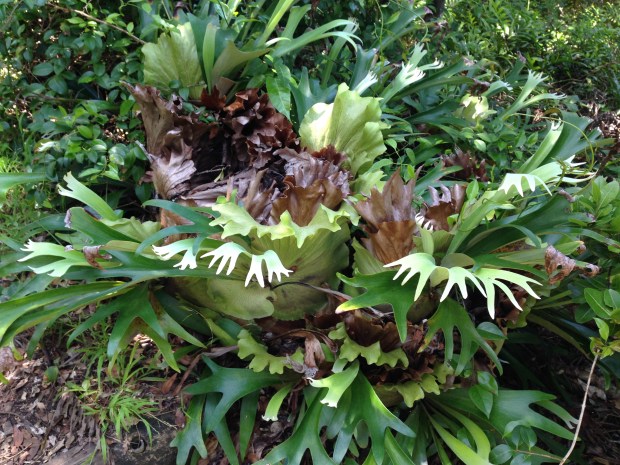 Elk horn fern (Platycerium bifurcatum) has the most incredible colours, textures and form
