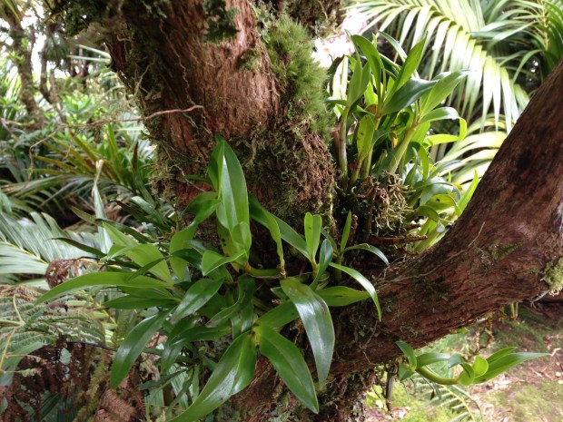 It is amazing to see ephiphytic orchids that have definitely definitely not be placed in the tree by man. How do they do it?!