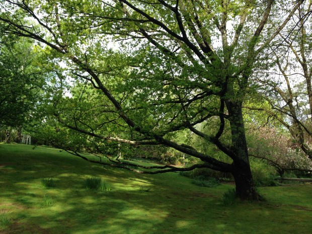 Majestic trees, including this English oak, with gravity defying limbs seem to sweep the contours of the land; every feature in this garden looks 'meant to be'