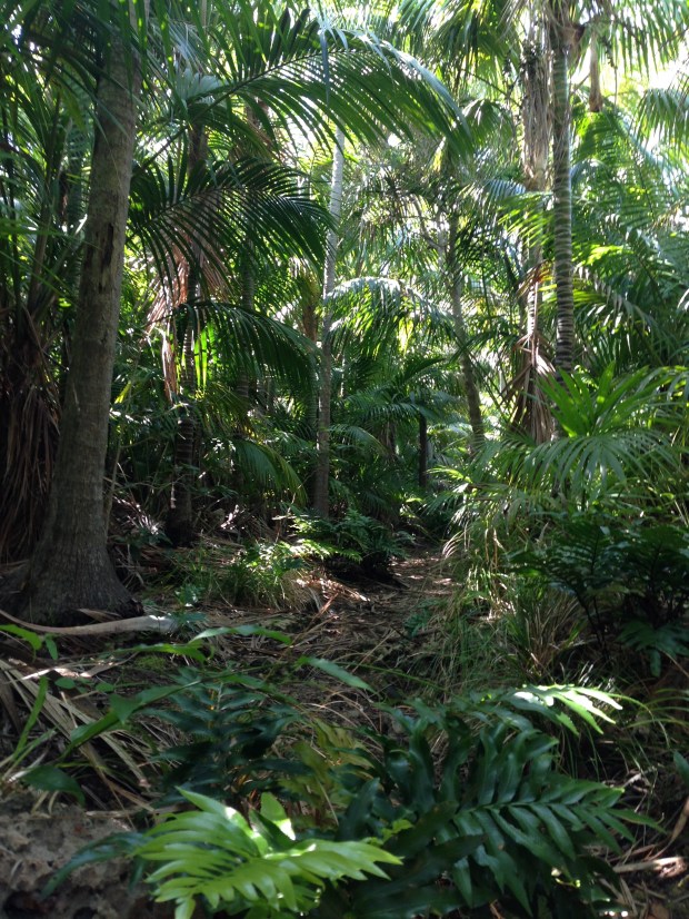 Palms (Howea) and ferns (Asplenium) were typical low land scenery on our many walks around the island