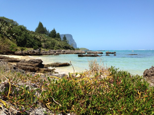 Pigface growing in its natural environment