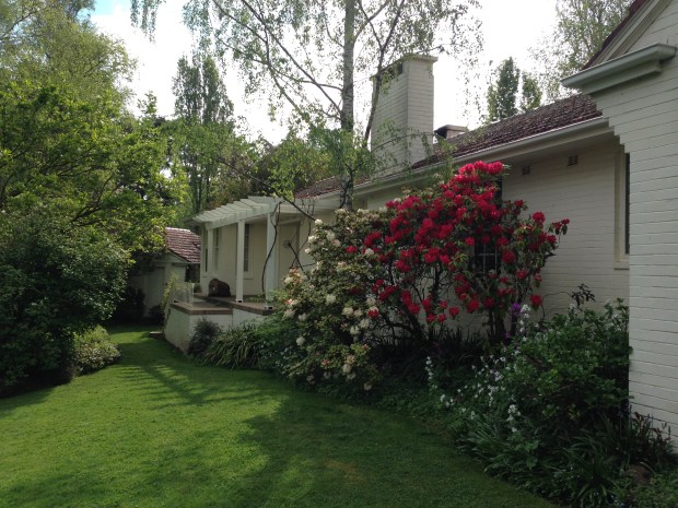 Rhododendrons at Kiloren