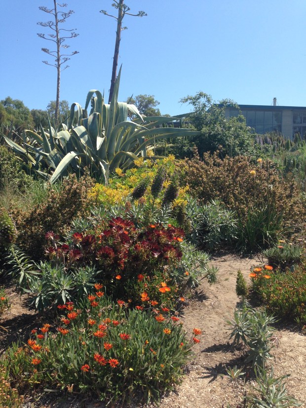 So many of the Agave americana had tall flower spikes. They punctuated the planting with much grandeur